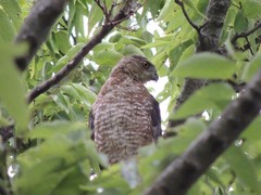 Accipiter cooperii