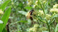 Polistes billardieri