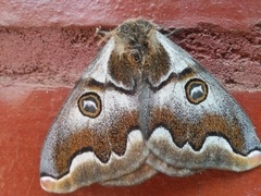 Polythysana cinerascens