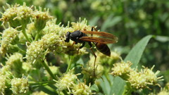Polistes billardieri