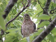 Accipiter cooperii