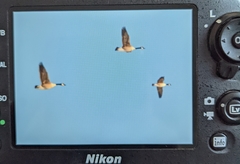 Branta hutchinsii hutchinsii