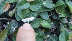 Lepidoptera