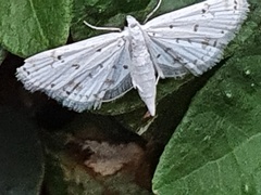Lepidoptera