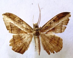 Hemeroblemma opigena