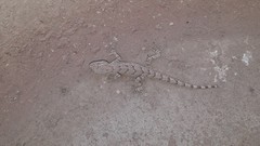 Mediodactylus russowii