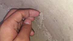 Mediodactylus russowii