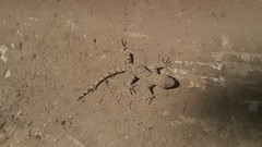 Mediodactylus russowii