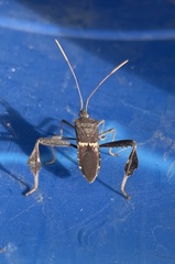 Leptoglossus zonatus