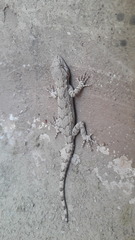 Mediodactylus russowii