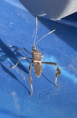 Leptoglossus zonatus