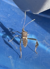 Leptoglossus zonatus