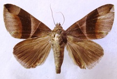 Dysgonia purpurata