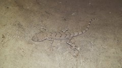Mediodactylus russowii