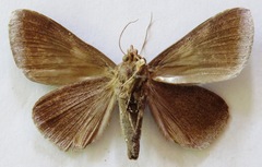 Dysgonia purpurata