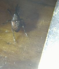 Curculio vicetinus