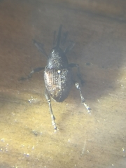 Curculio vicetinus