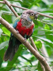 Crimson-Bellied Parakeet photo 3