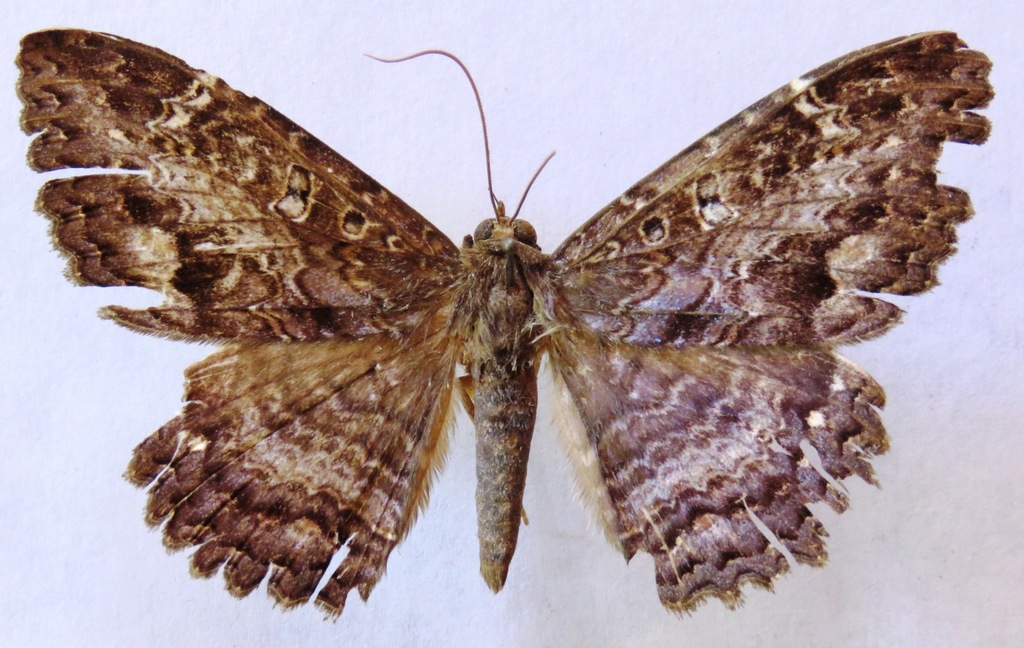 Syrnia hypnois