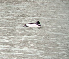 Bucephala clangula