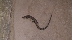 Ablepharus deserti