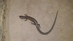 Ablepharus deserti