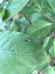 Helcystogramma hibisci