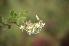 Escallonia illinita