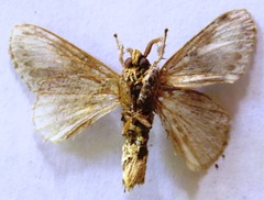 Pantheinae