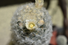 Mammillaria plumosa