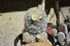 Mammillaria plumosa