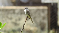 Empidonomus aurantioatrocristatus