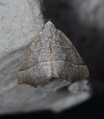 Pherne sperryi