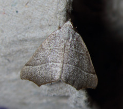 Pherne sperryi