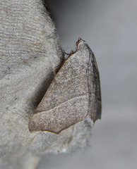 Pherne sperryi