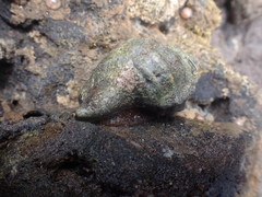 Eatoniella