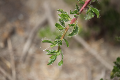 Escallonia illinita
