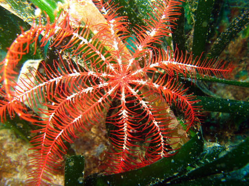 Photo of Mediterranean feather star (Antedon mediterranea)