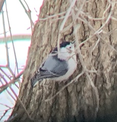 Sitta carolinensis