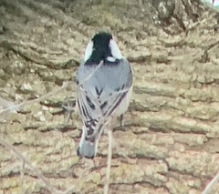 Sitta carolinensis