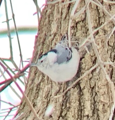 Sitta carolinensis