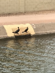 Nannopterum brasilianum