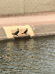 Nannopterum brasilianum