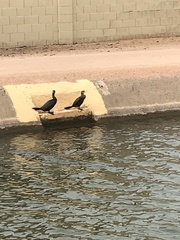 Nannopterum brasilianum