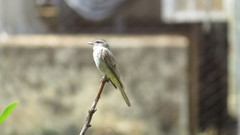 Empidonomus aurantioatrocristatus