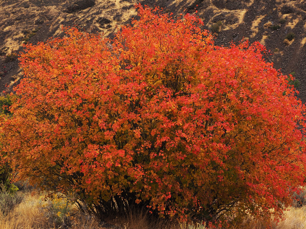 Rocky Mountain maple (Plants of Vega State Park) ?? iNaturalist