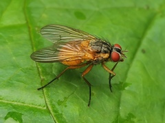 Phaonia rufiventris