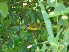 Basileuterus delattrii