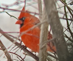 Cardinalis cardinalis