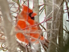 Cardinalis cardinalis